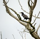 Kormoran