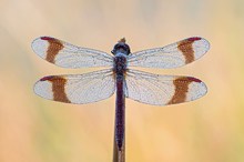 Gebänderte Heidelibelle - Sympetrum pedemontanum