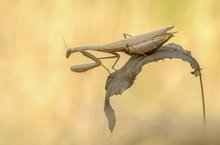 Mantis religiosa