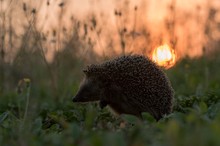 ~ Frühaufsteher ~