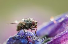 Fliege mit Wasser im Gepäck...