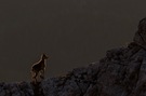 Babysteinbock bei Sonnenuntergang