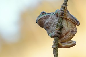 Europäische Laubfrosch