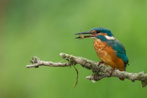 Eisvogel