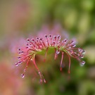 Rundblättriger Sonnentau  (Drosera rotundifolia)