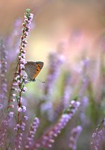 Kleiner Feuerfalter ( Lycaena Phaeas )