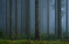 Wald mit Bäumen