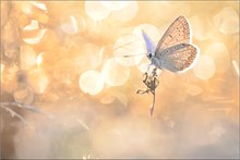 ~ Speed of Light ~