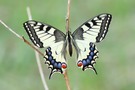 Schwalbenschwanz, Papilio machaon