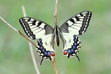 Schwalbenschwanz, Papilio machaon