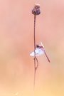 Blutrote Heidelibelle (Sympetrum sanguineum)