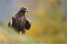 Herbstlicher Adler