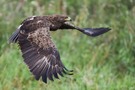 Schreiadler (Aquila pomarina)