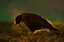 Schopfkarakara (Caracara plancus) bei der Gefiederpflege