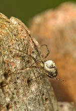 Weiße Herbstspinne....