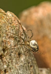 Weiße Herbstspinne....