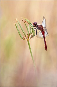 "Sympetrum sanguineum"