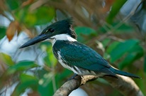 Amazonasfischer (Chloroceryle amazona) Weibchen
