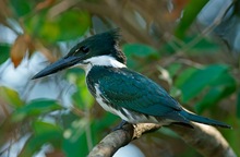 Amazonasfischer (Chloroceryle amazona) Weibchen