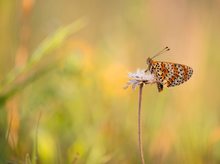 Roter Scheckenfalter (Melitaea didyma)