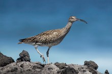 Regenbrachvogel - er oben ich unten