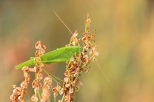 Sichelschrecke,Phaneroptera( nana?)