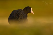 Fulica Atra