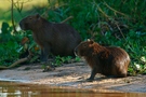 Capybara oder Wasserschwein (Hydrochoerus hydrochaeris)