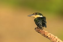 Grünfischer - Green Kingfisher - chloroceryle americana