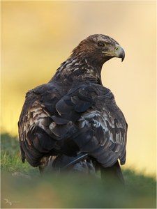 Golden Eagle vor goldenem Hintergrund