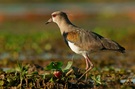 Bronzekiebitz (Vanellus chilensis)