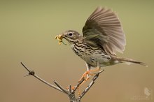 Wiesenpieper mit Futter