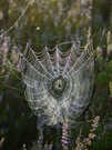 Spinne in der Heide