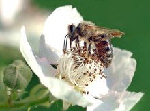 Auf der Brombeerblüte