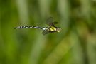 Mosaikjungfer im Flug