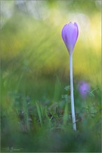 Colchicum autumnale