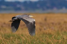 Flug über das Watt