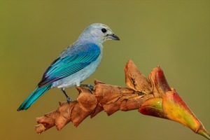 Blautangare  - Thraupis episcopus - Blue-gray Tanager