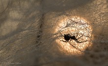 Spinne am Morgen vertreibt Kummer und Sorgen