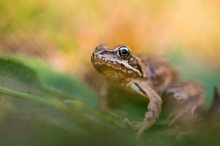 Grasfrosch (Rana temporaria)