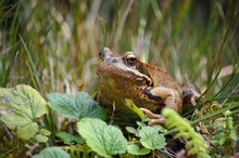 Grasfrosch