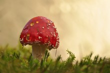 Amanita muscaria var. muscaria