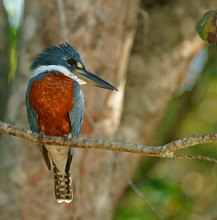 Rotbrustfischer (Megaceryle torquata)