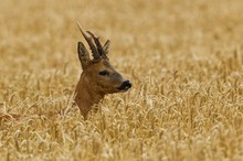 Versteckt im Weizenmeer