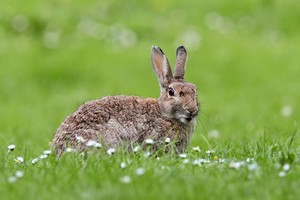 Wildkaninchen #1