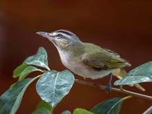 Karibischer Rotaugenvireo