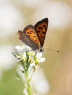 Kleiner Feuerfalter Lycaena phlaeas