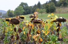 Ende des Sommers