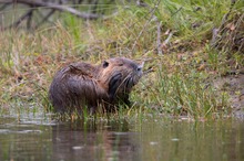 Nutria