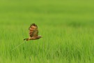 Wegebussard - Rorschnabelbussard - Roadside-Hawk-Buteo-magnirostris